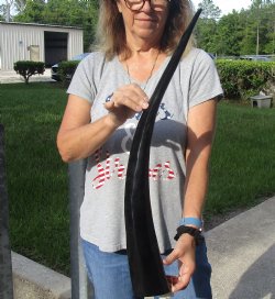 For Sale 29 inch long polished buffalo horn from an Indian water buffalo for - $21