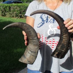16" & 18" Raw Buffalo Horns - $35