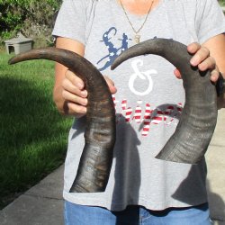 17" & 18" Raw Buffalo Horns - $35