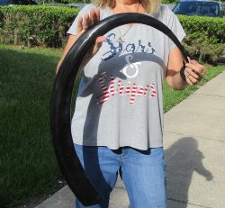 Authentic 46 inch long polished buffalo horn from an Indian water buffalo - For Sale for $47