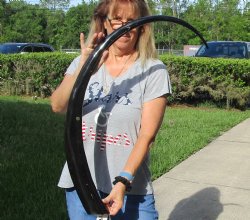 Authentic 47 inch long polished buffalo horn from an Indian water buffalo - For Sale for $47
