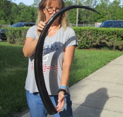 Buy this 46 inch long polished buffalo horn from an Indian water buffalo for $47