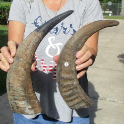 Two 16" Raw Buffalo Horns - $25