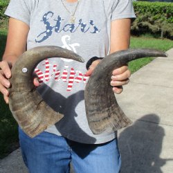 15" & 17" Raw Buffalo Horns - $25