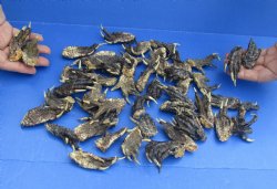 50 Piece Lot of Authentic Preserved Alligator Feet, 1-1/2" to 2-1/2" - For Sale for $32