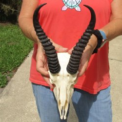 8" Male Springbok Skull with 9" & 10" Horns - $65