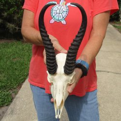 9-1/2" Male Springbok Skull with 11" Horns - $65