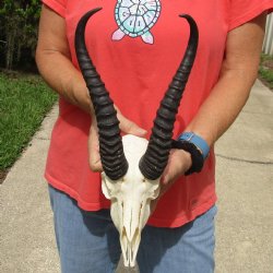 8" Male Springbok Skull with 11" & 12" Horns - $65