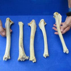 5 Deer Leg Bones, 9" to 12" - $20