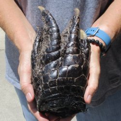 9" Preserved Alligator Foot - $30