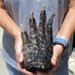 9" Preserved Alligator Foot - $30