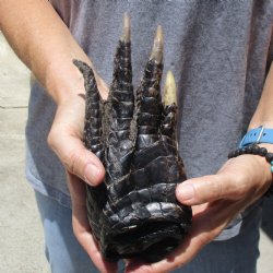 8" Preserved Alligator Foot - $20