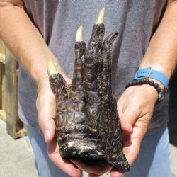 8" Preserved Alligator Foot - $20