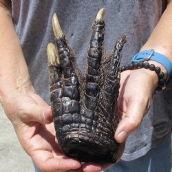 7" Preserved Alligator Foot - $20