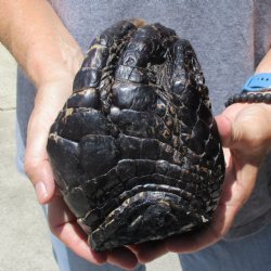 Huge 7" Preserved Alligator Foot - $30