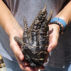 7" Preserved Alligator Foot - $20