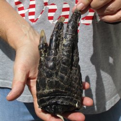 7" Preserved Alligator Foot - <font color=red>Special Price </font>$15