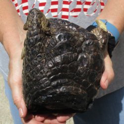 Huge 7" Preserved Alligator Foot - <font color=red>Special Price </font>$10