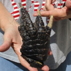 7" Preserved Alligator Foot - <font color=red>Special Price </font>$15