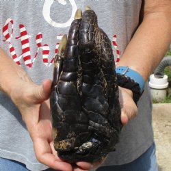 8" Preserved Alligator Foot - <font color=red>Special Price </font>$15