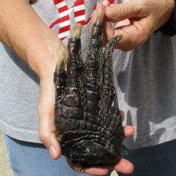 8" Preserved Alligator Foot - <font color=red>Special Price </font>$15