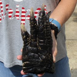 9" Preserved Alligator Foot - <font color=red>Special Price </font>$15