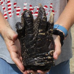 Huge 9-1/2" Preserved Alligator Foot - <font color=red>Special Price </font>$15