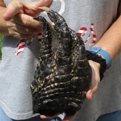 Huge 9" Preserved Alligator Foot - <font color=red>Special Price </font>$15