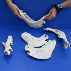 Broken Camel Jaws, 9" to 15" - $30