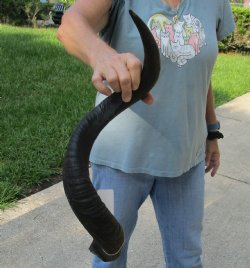 Real Kudu horn for sale measuring 29 inches - $55