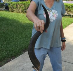 Real Kudu horn for sale measuring 29 inches - $55