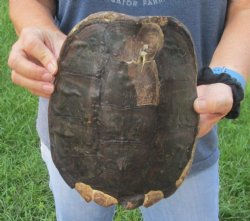 Buy this Common Snapping Turtle Shell 9 inches long for $29