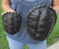 Buy this 2 pc lot of 7 and 4-1/2 inch Common Snapper Turtle Shells for $30