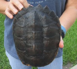 Buy this Common Snapping Turtle Shell 7-3/4 inches long for $24