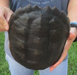 Buy this Common Snapping Turtle Shell 8-1/2 inches long for $29