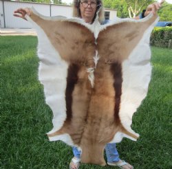 Authentic Springbok Skin 42x28 inches for $50