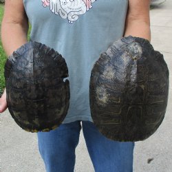 9" & 8" Red Eared Slider Turtle Shells - $38