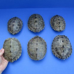 5" to 5-3/4" Map Turtle Shells, 6pc lot - $60