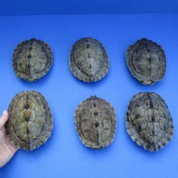 5" to 5-1/4" Map Turtle Shells, 6pc lot - $60