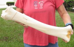 For Sale 24 inch Giraffe Tibia Leg Bone piece  $75