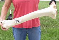 26 inch Giraffe Tibia Leg Bone piece for sale $75