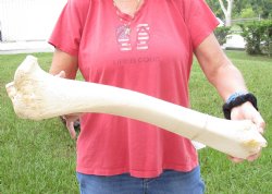 For Sale 24 inch Giraffe Tibia Leg Bone piece  $75