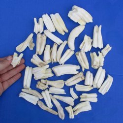 40 Assorted Animal Teeth, 1" to 2-1/2" - $35