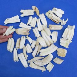 40 Assorted Animal Teeth, 1" to 2-1/2" - $35