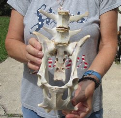 Buy this 12" Semi-Clean Deer Vertebrae/Pelvis/Sacrum Set  <font color=red>Special Price </font> $15