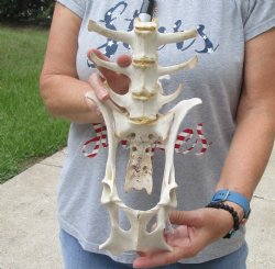 Buy this 13" Semi-Clean Deer Vertebrae Set For Sale <font color=red>Special Price </font> $15