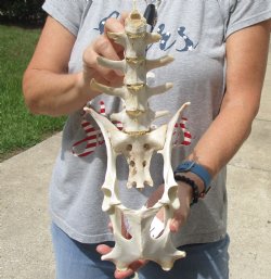 This is an Authentic 15" Semi-Clean Deer Vertebrae/Pelvis/Sacrum Set - For Sale <font color=red>Special Price </font> $15