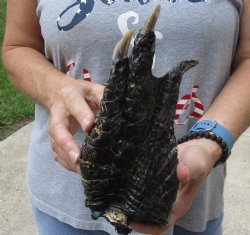 For Sale 9" Preserved Alligator Foot - <font color=red>Special Price </font>$15