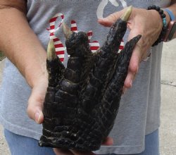 For Sale 9" Preserved Alligator Foot - <font color=red>Special Price </font>$15