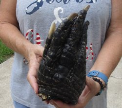 For Sale 9" Preserved Alligator Foot - <font color=red>Special Price </font>$15